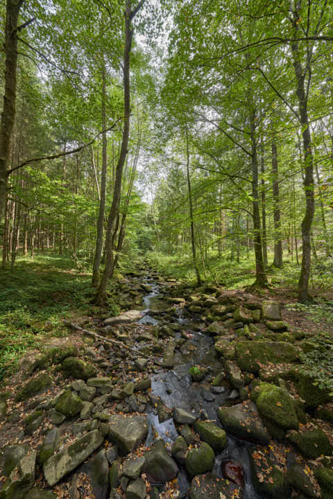 Gemeinde Waldkirchen Landkreis Freyung-Grafenau Saußbachklamm (Dirschl Johann) Deutschland FRG